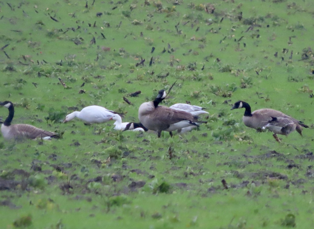 Snow Goose - ML614246631
