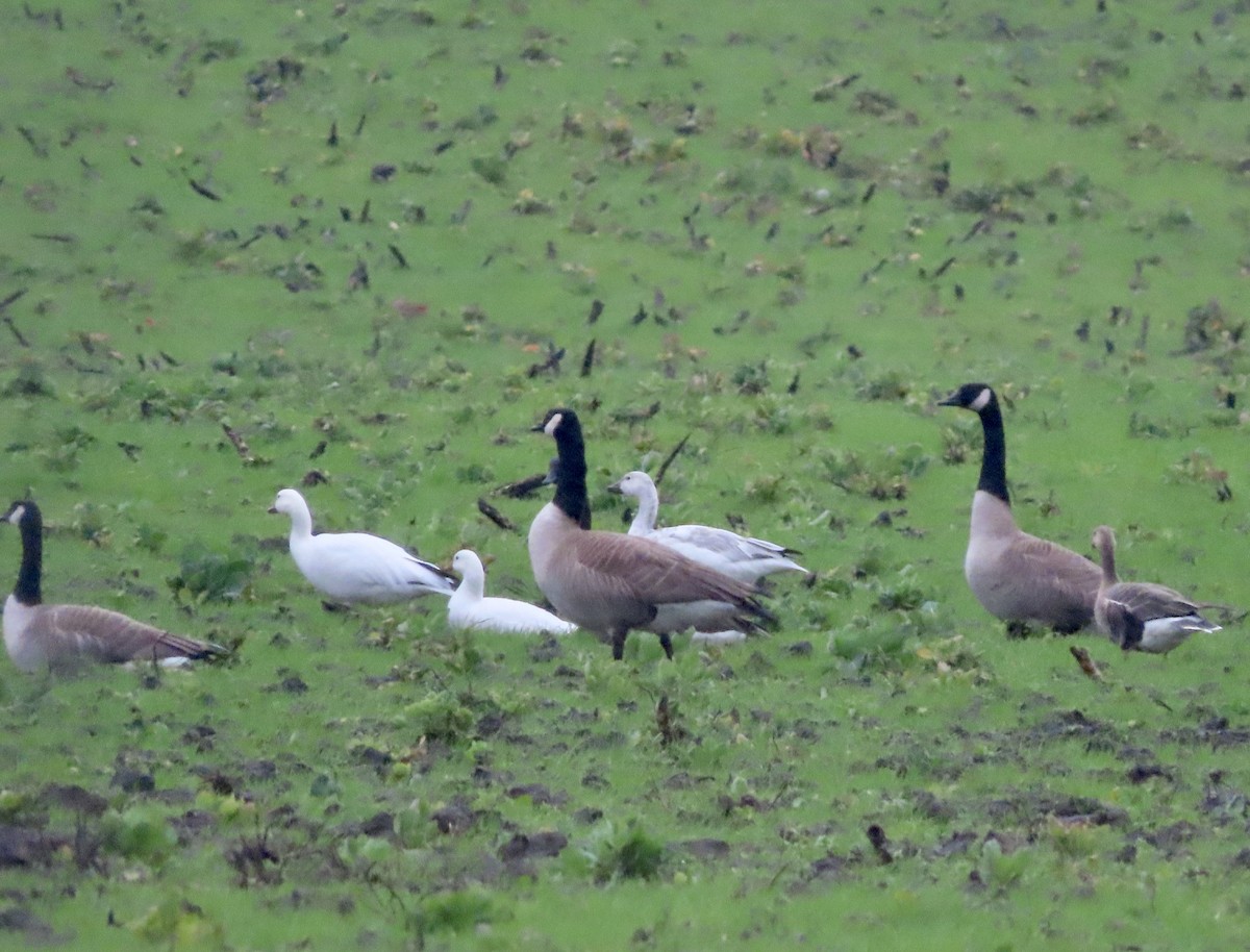 Snow Goose - ML614246632