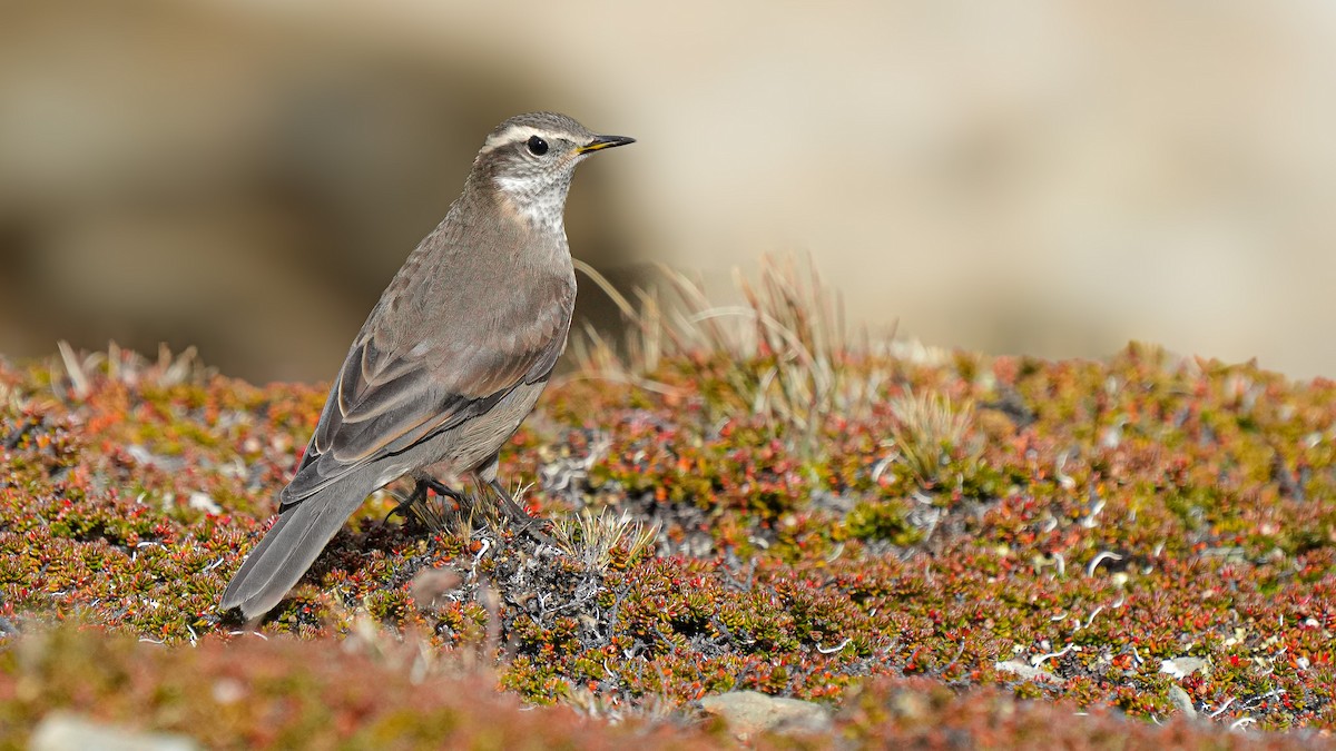 Buff-winged Cinclodes - ML614246701