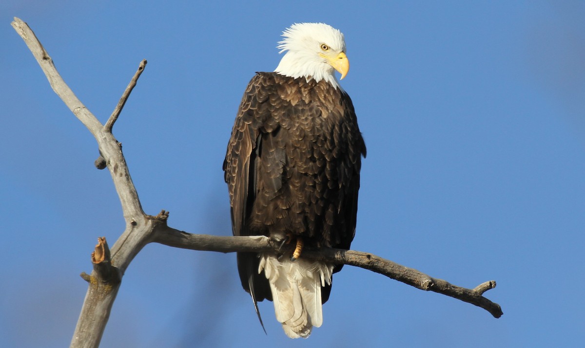 Bald Eagle - ML614246741