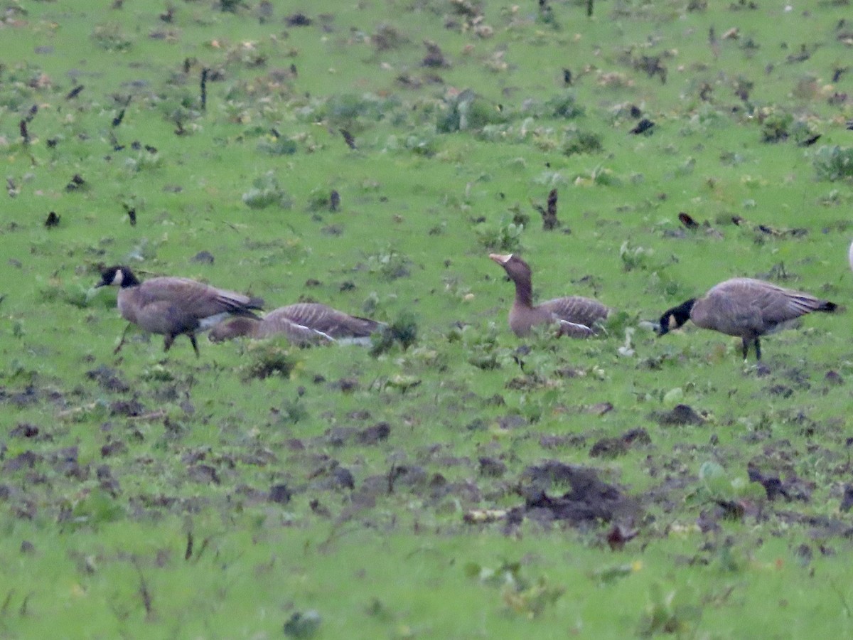 Greater White-fronted Goose - ML614246746