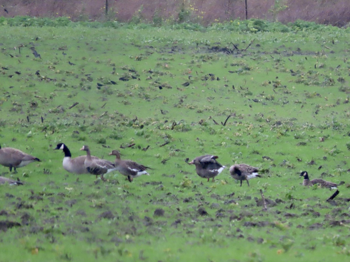 Greater White-fronted Goose - ML614246748