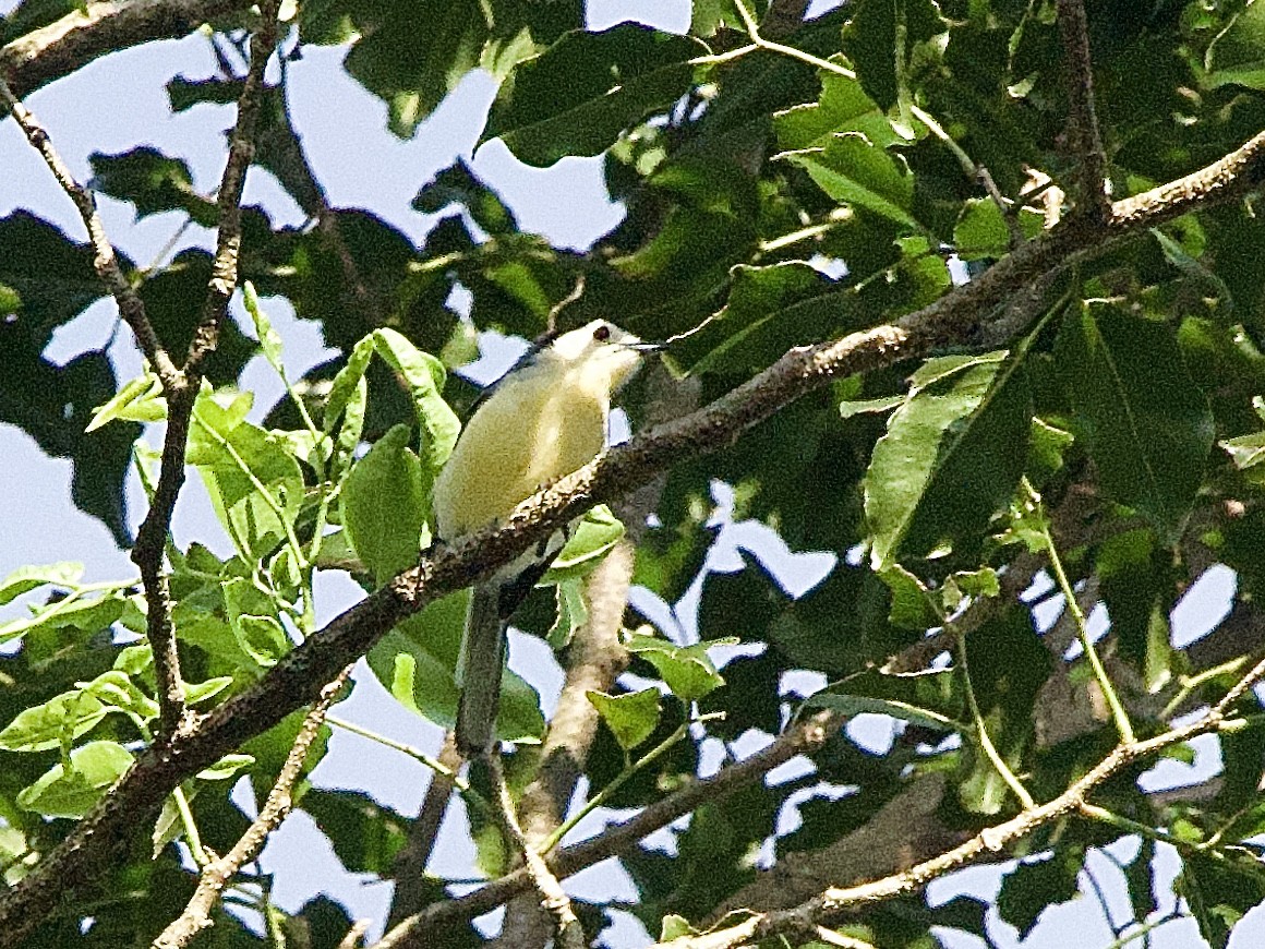 Creamy-bellied Gnatcatcher - ML614246767