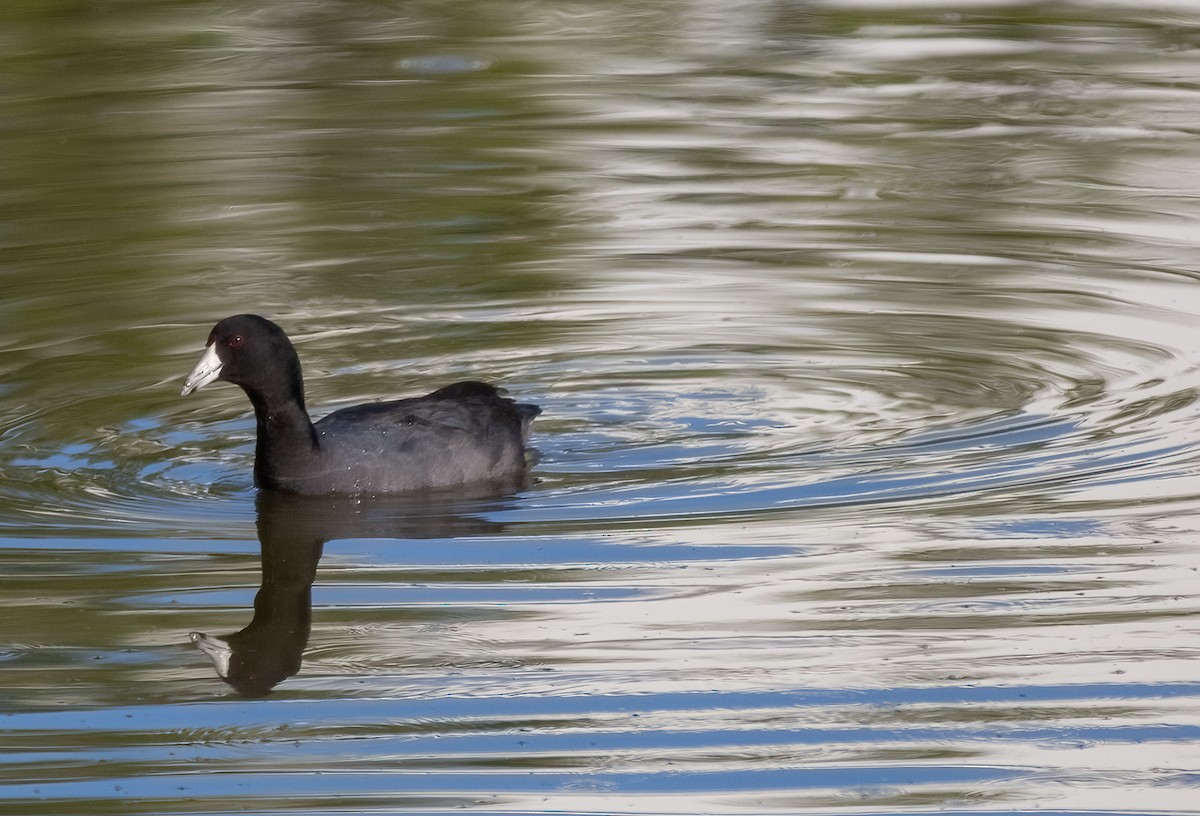 American Coot - ML614246809