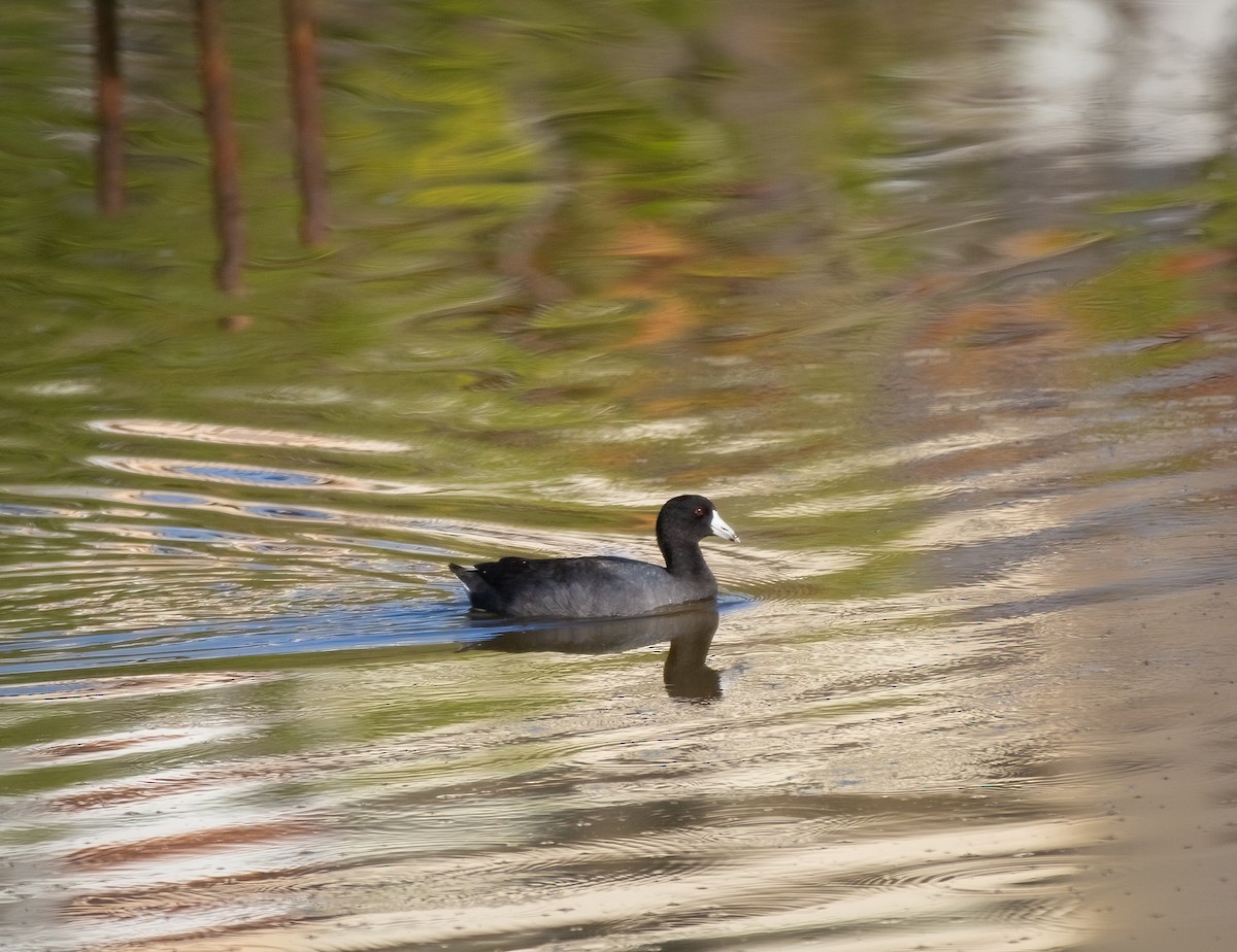 American Coot - ML614246810