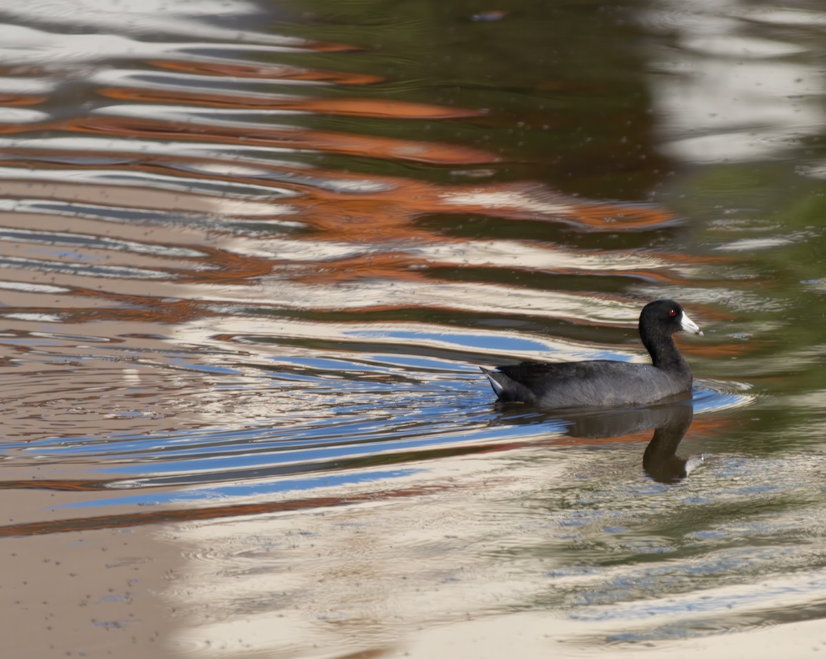 American Coot - ML614246811