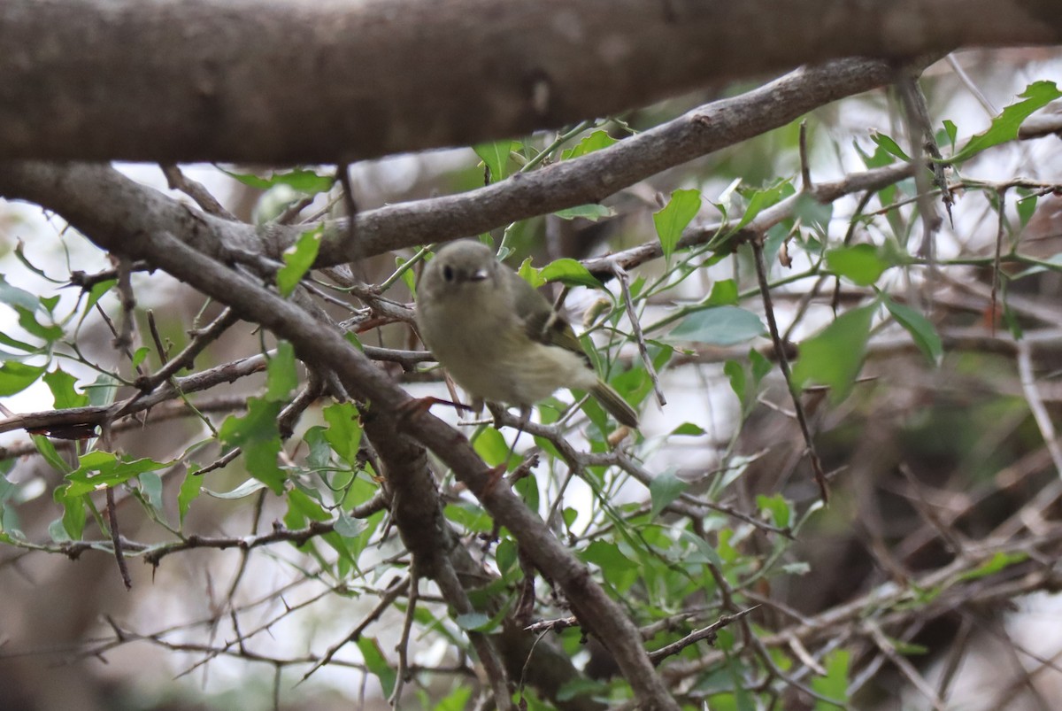 Ruby-crowned Kinglet - ML614246821