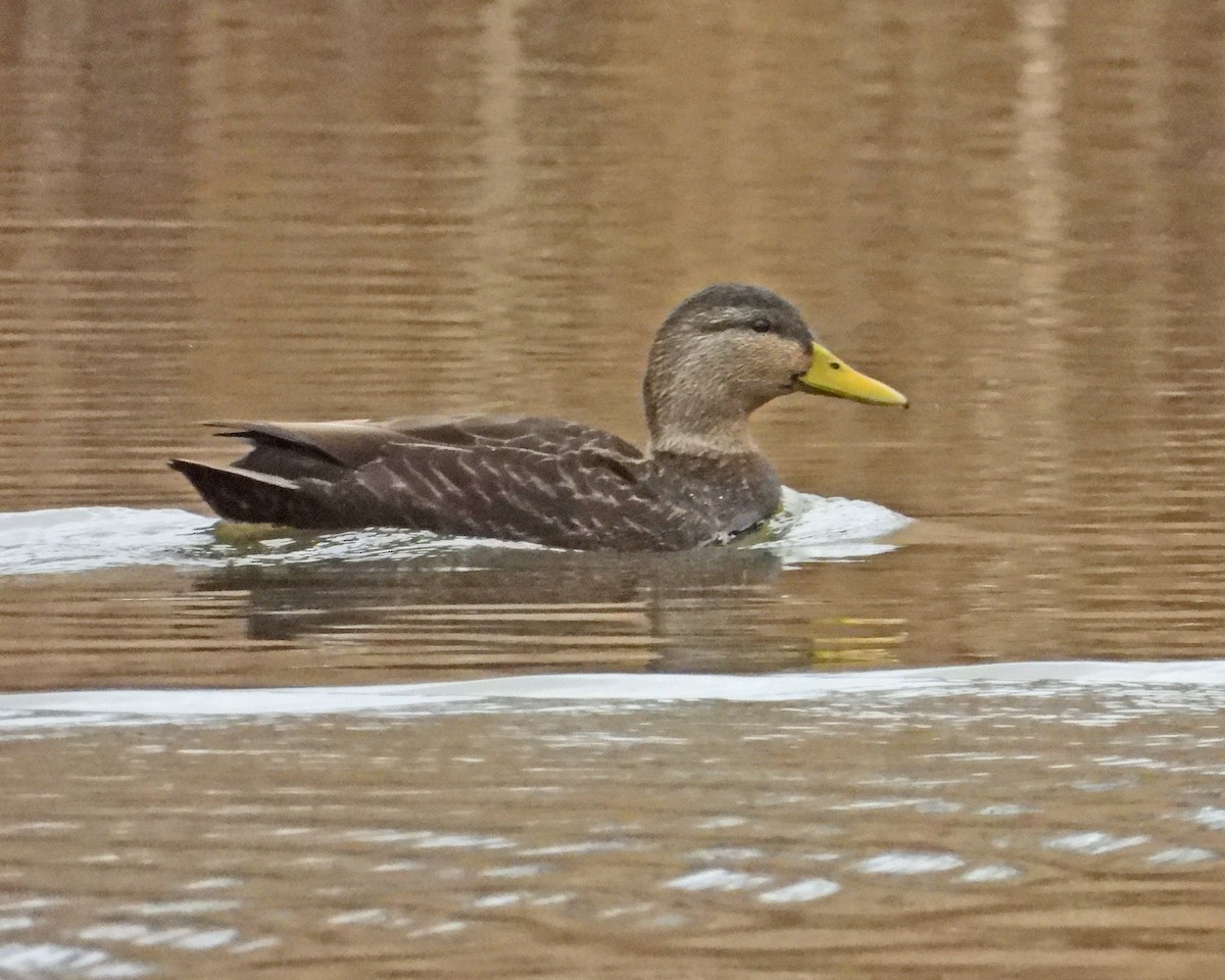 American Black Duck - ML614246826