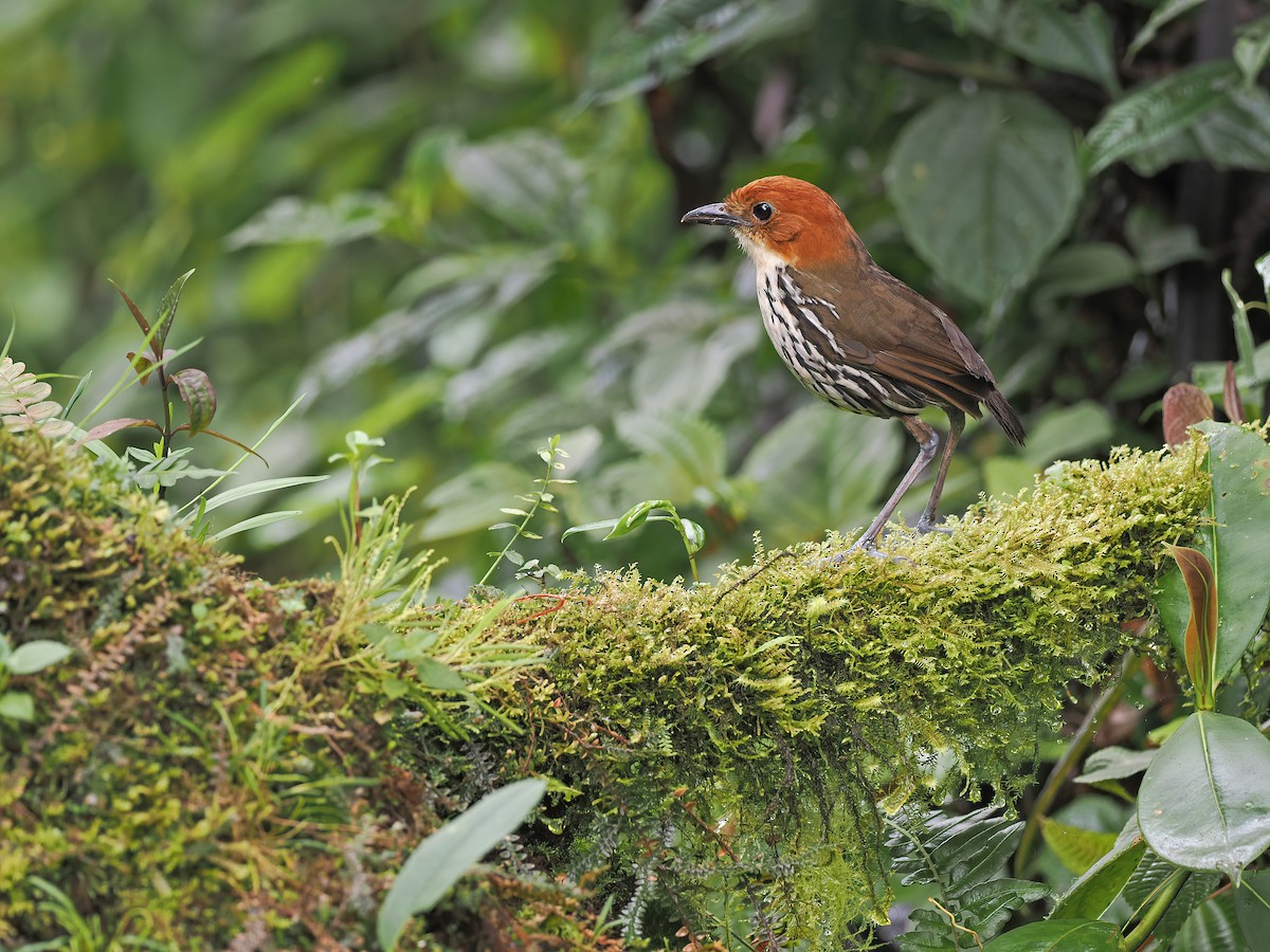 クリガシラジアリドリ - ML614246841