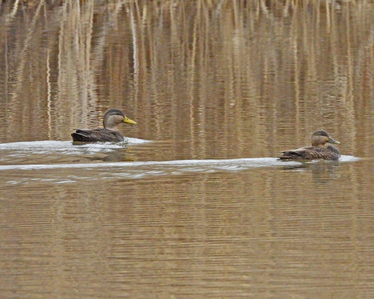 American Black Duck - ML614246885