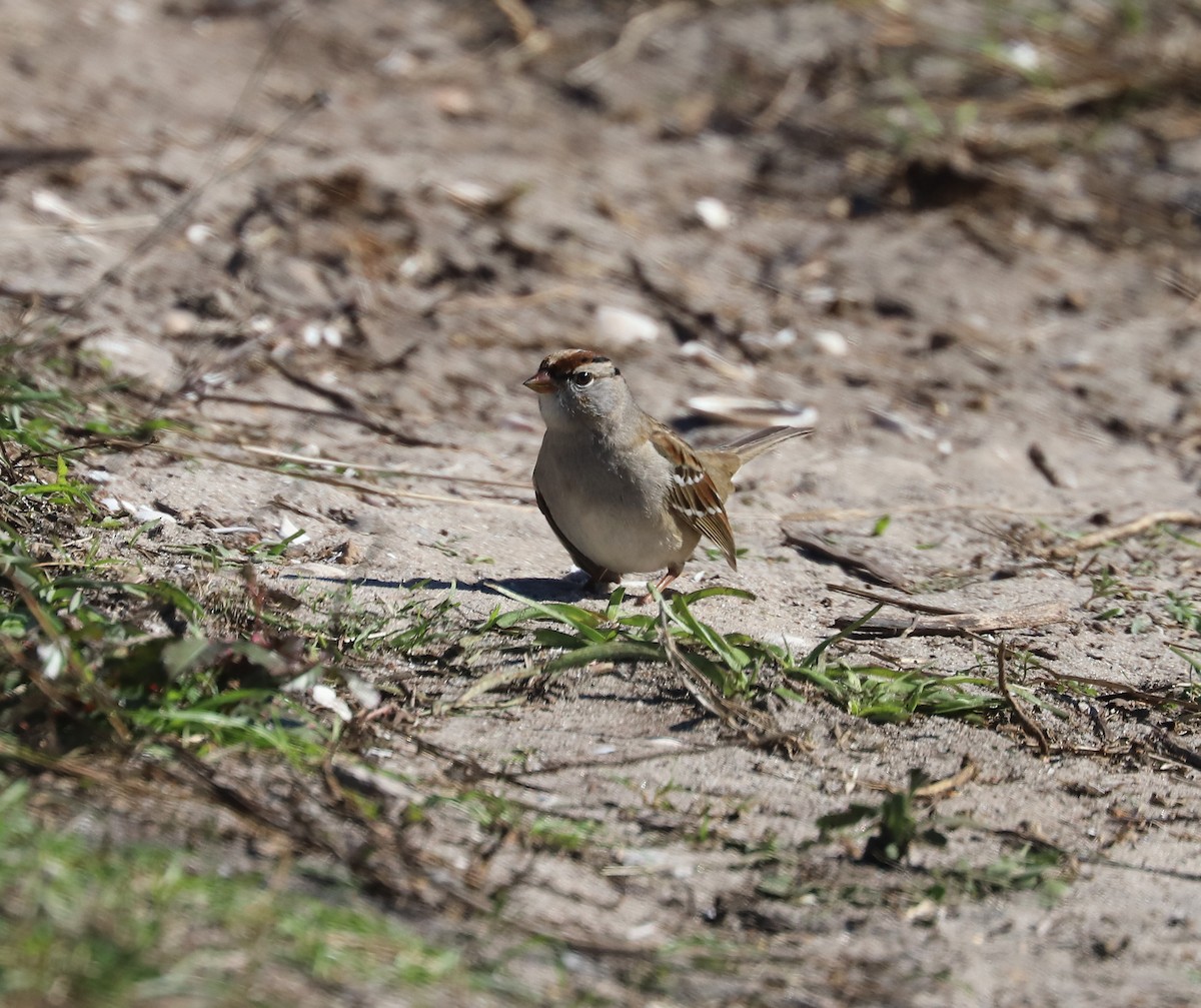 White-crowned Sparrow - ML614246908