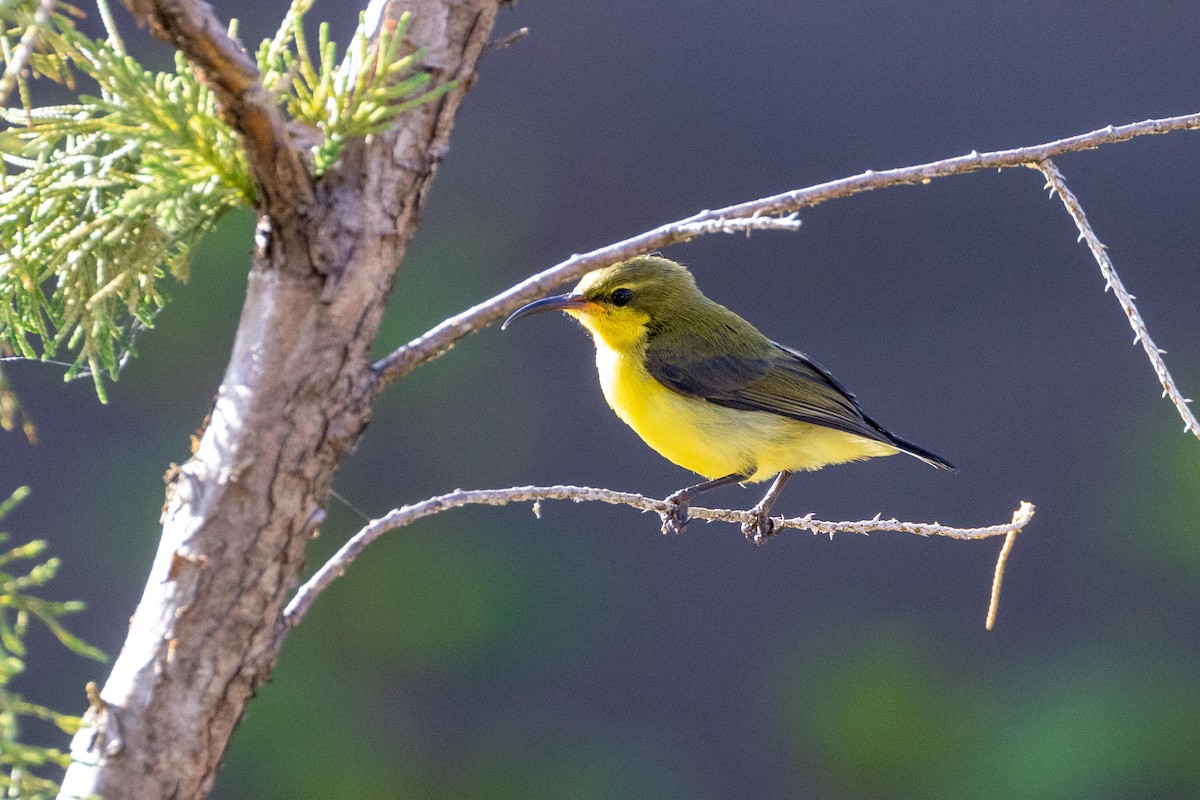 黃腹花蜜鳥 - ML614246919