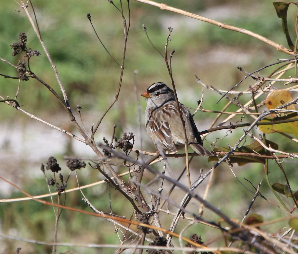 White-crowned Sparrow - ML614246926