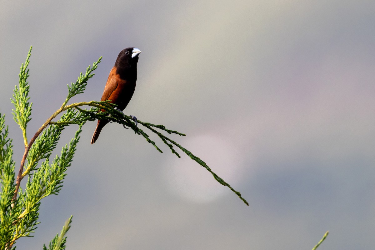 黑頭文鳥 - ML614246928