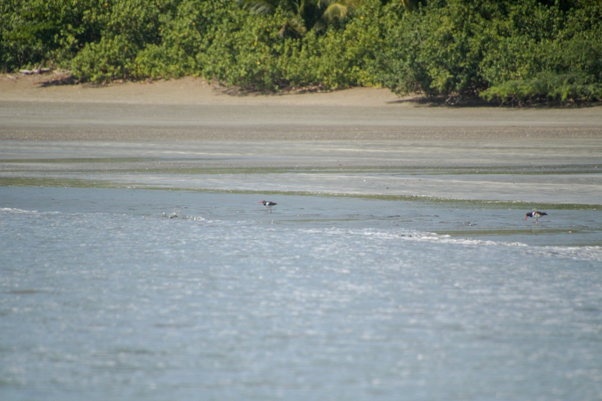 American Oystercatcher - Guillaume Calcagni