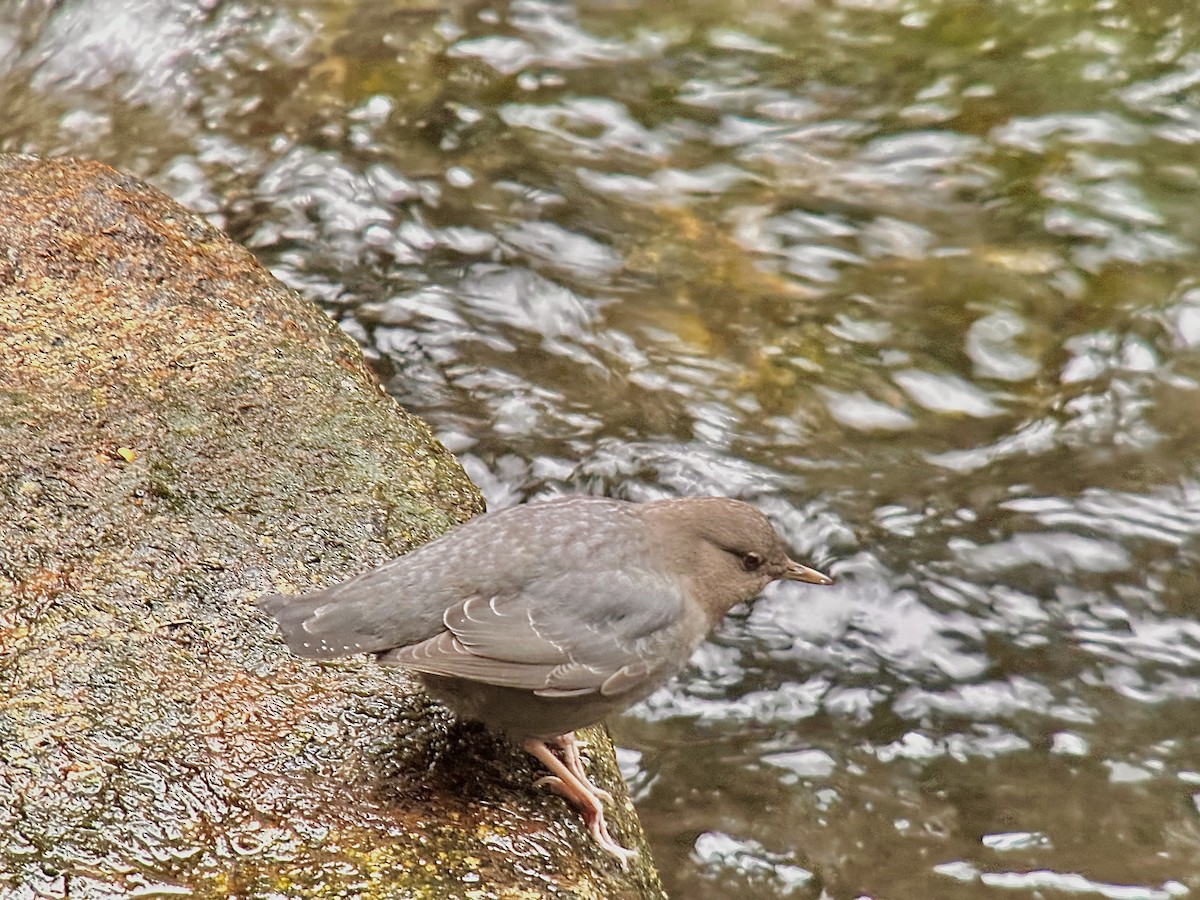 American Dipper - ML614246965