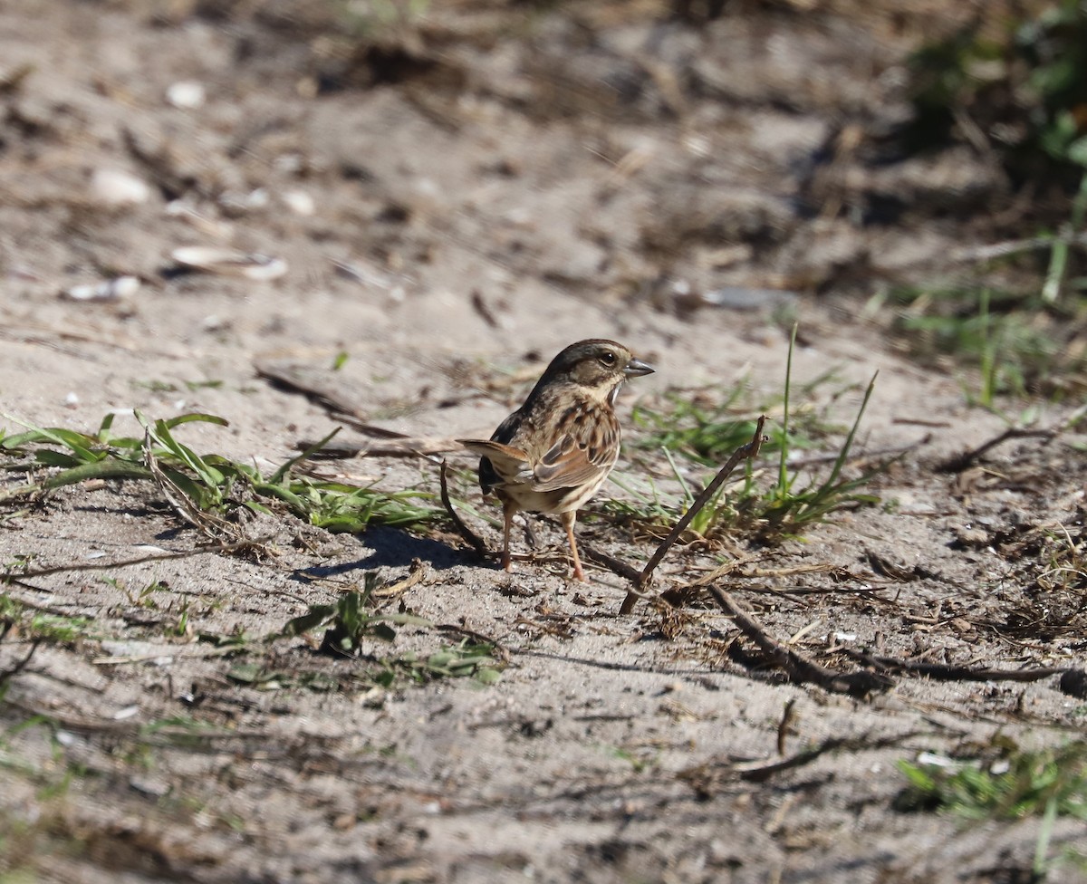 Song Sparrow - Susan Grantham