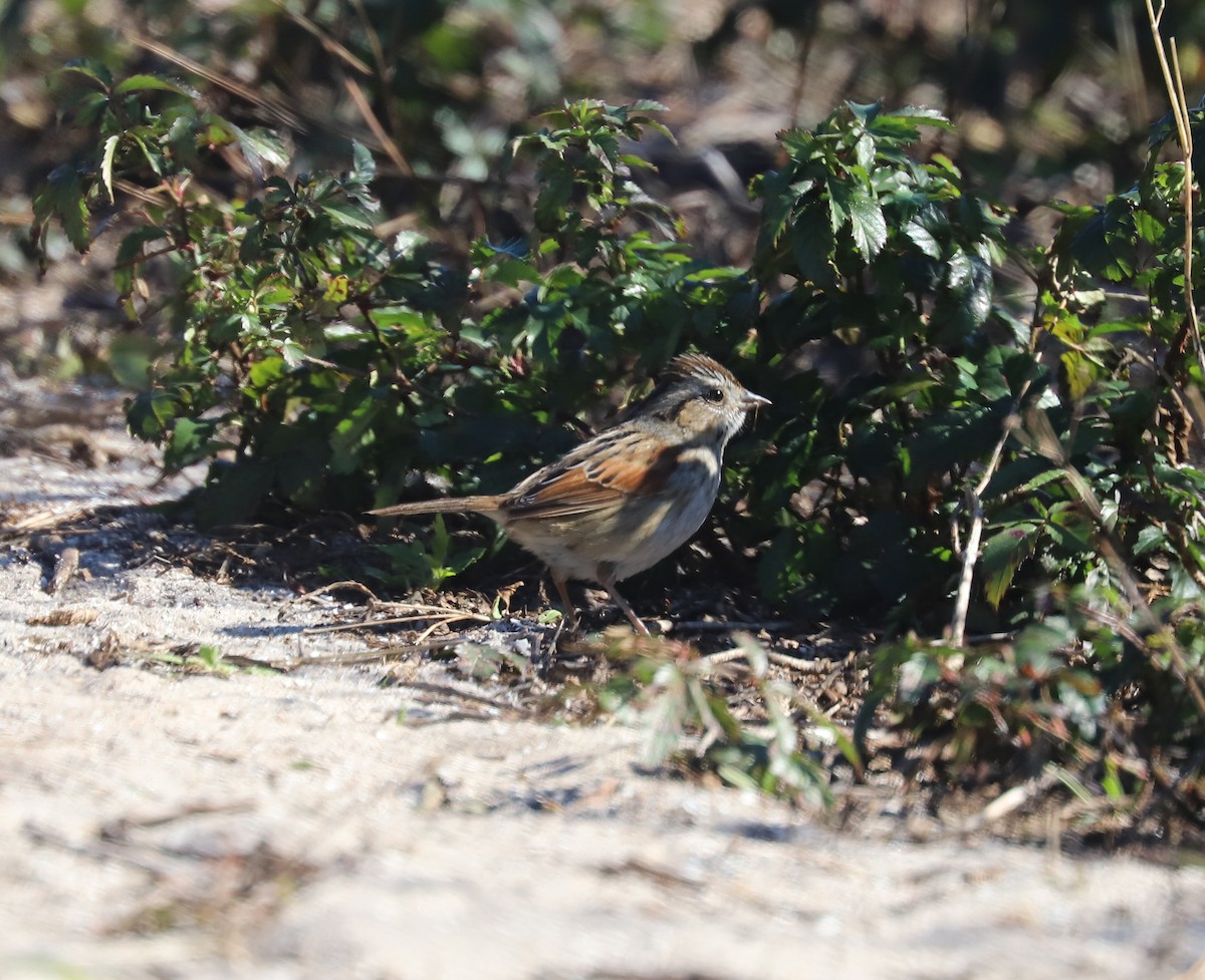 Swamp Sparrow - ML614247055