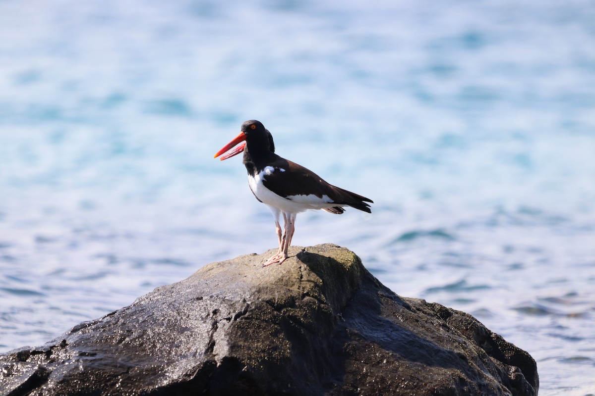 American Oystercatcher - ML614247125