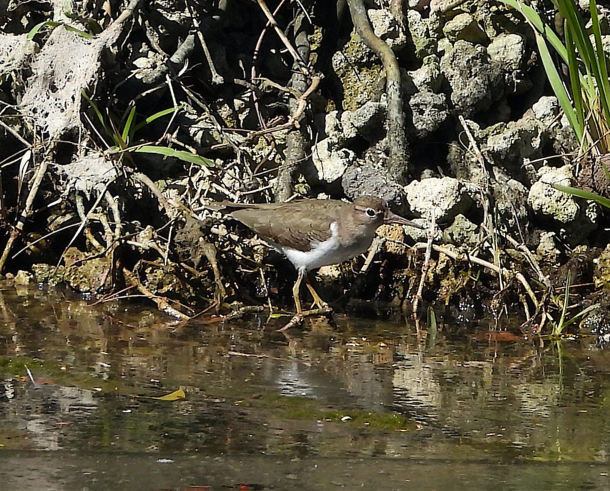 Spotted Sandpiper - ML614247128