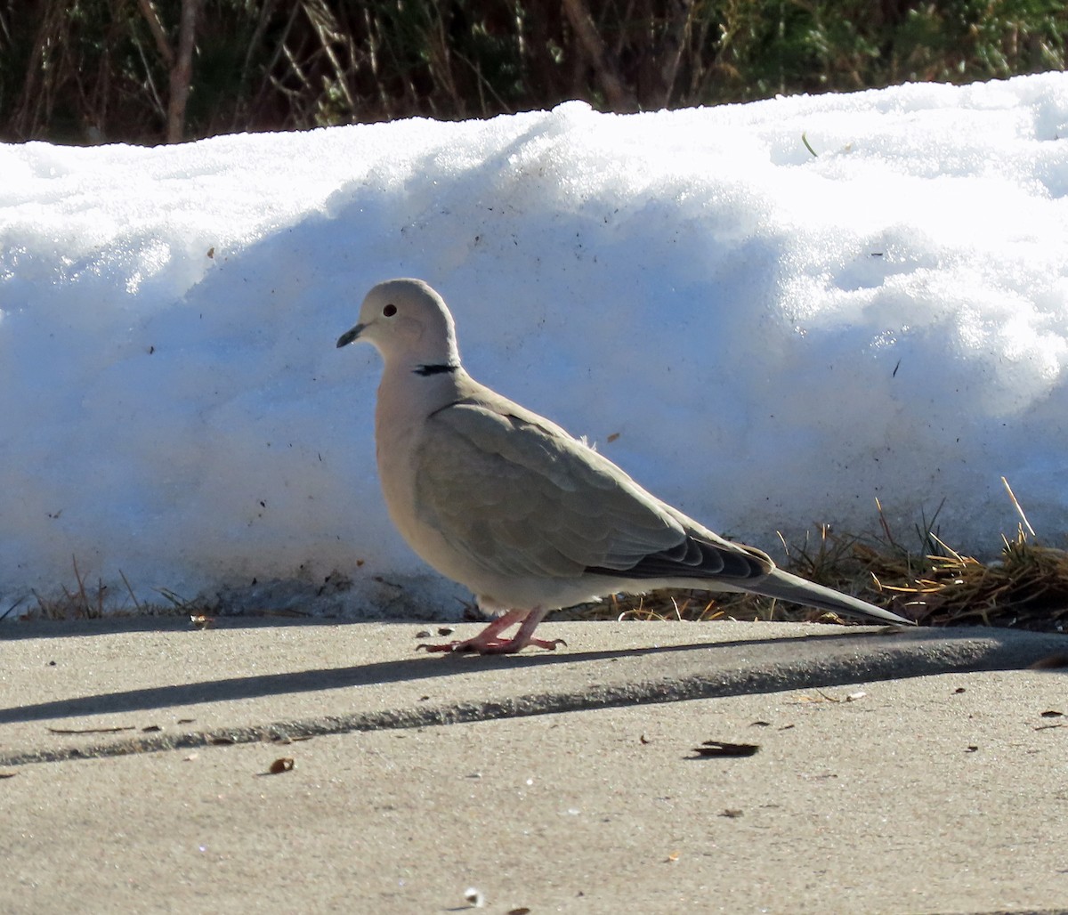 Eurasian Collared-Dove - JoAnn Potter Riggle 🦤