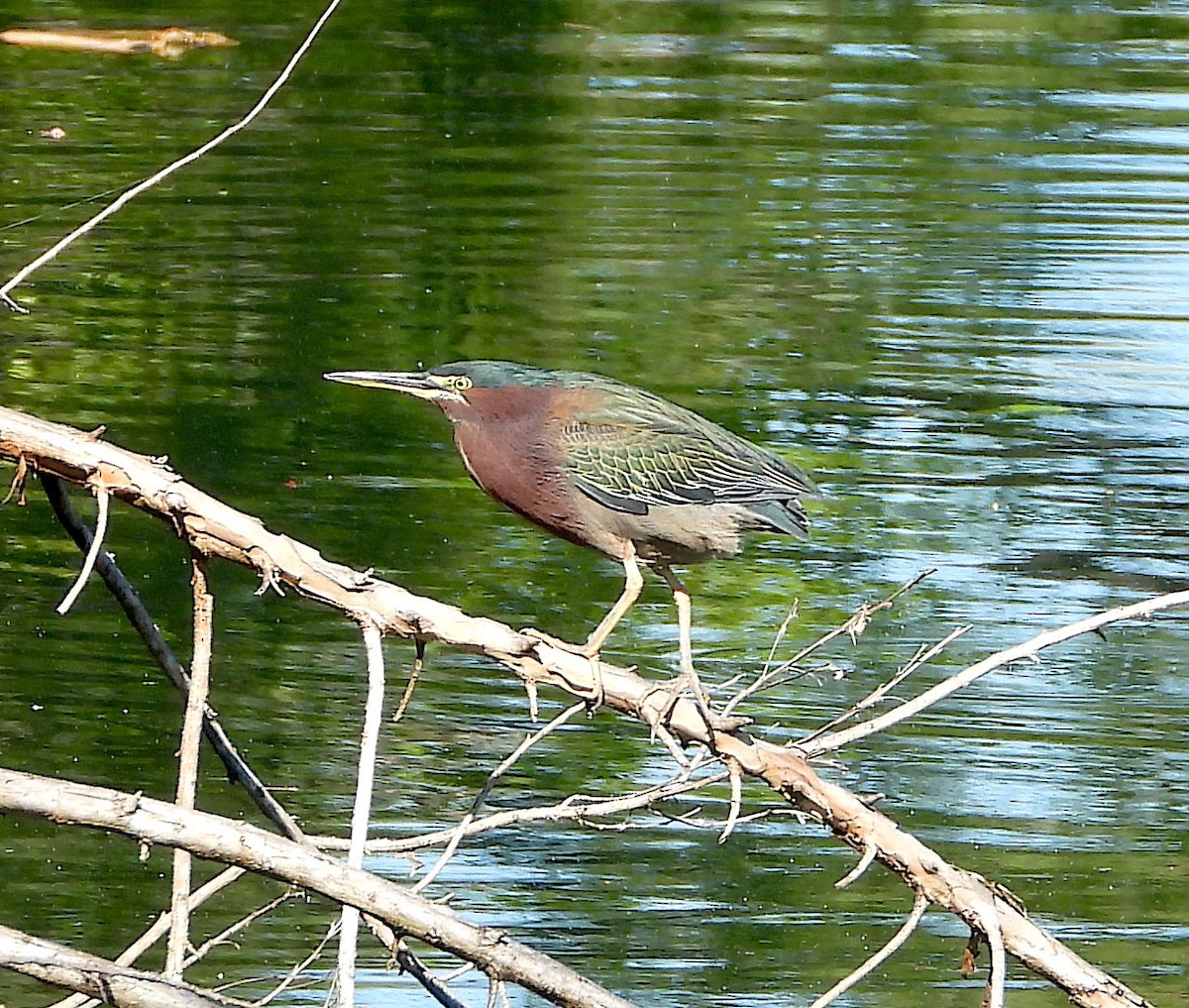 Green Heron - ML614247140