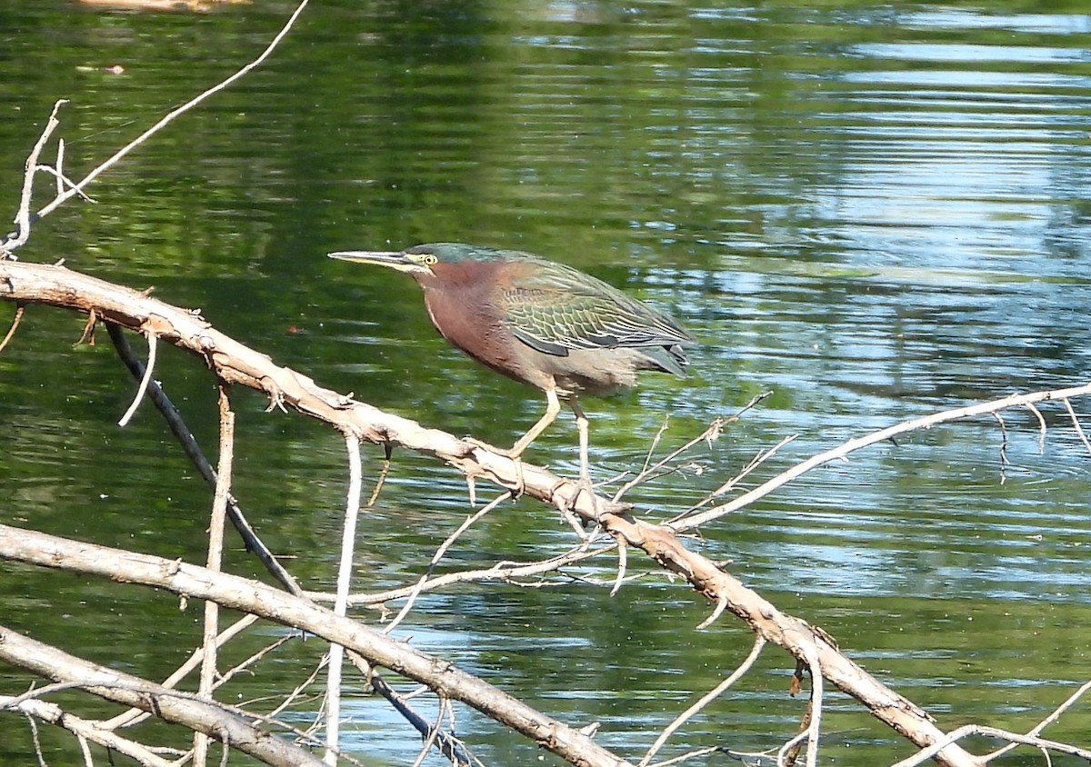 Green Heron - ML614247146