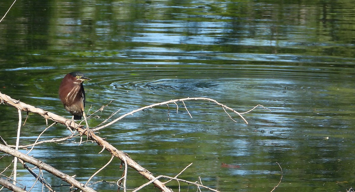 Green Heron - ML614247149