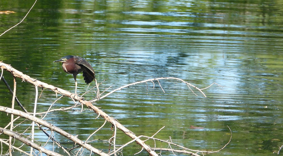 Green Heron - ML614247151