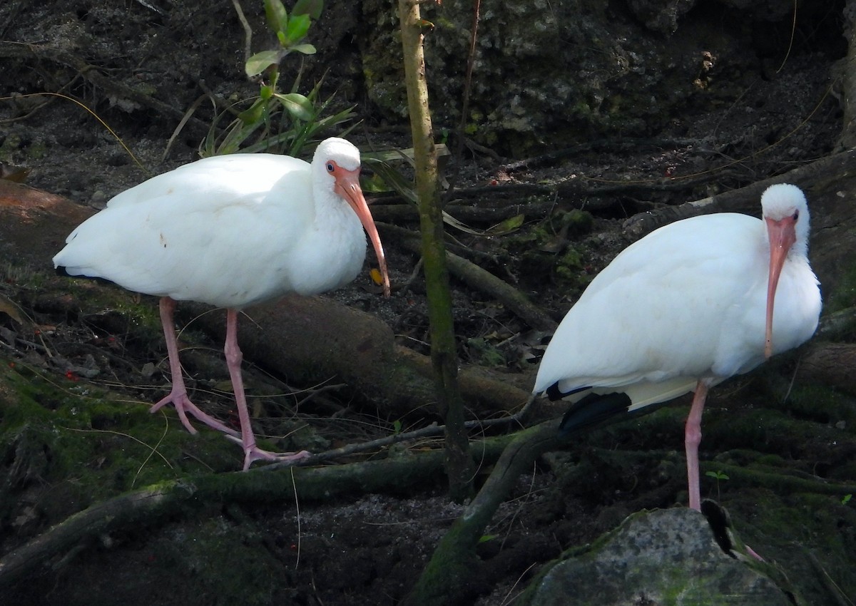 White Ibis - ML614247172