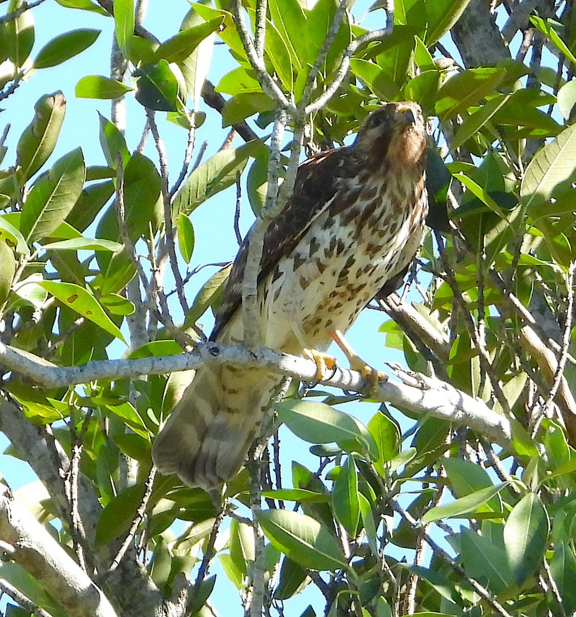 Red-shouldered Hawk - ML614247189