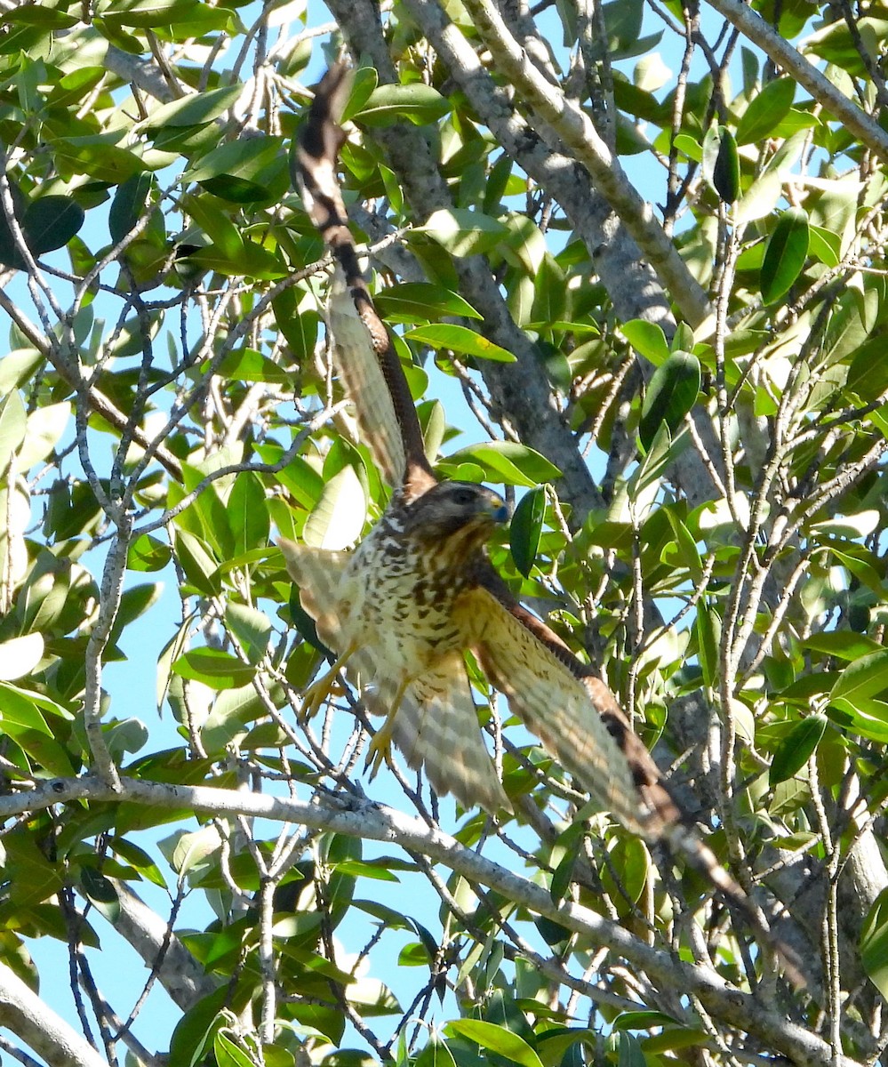 Red-shouldered Hawk - Scott Sneed