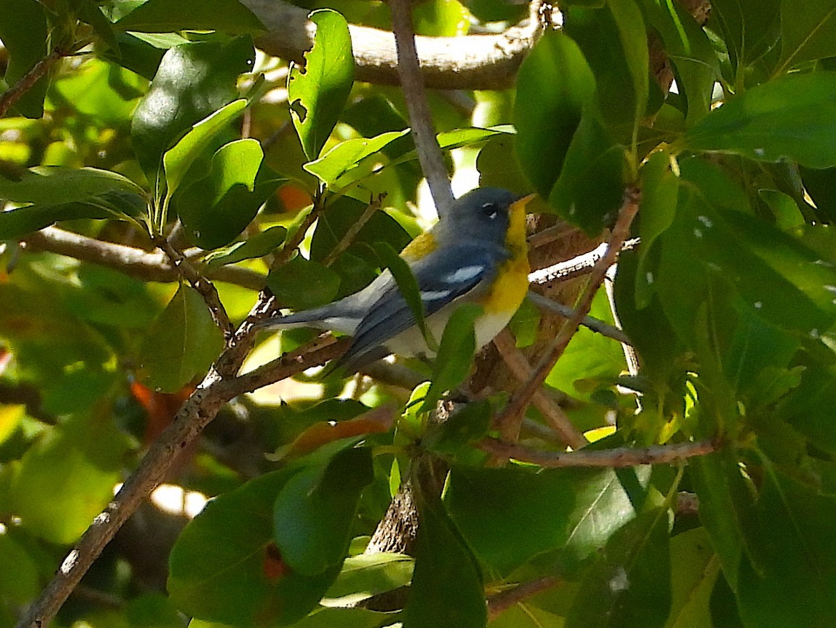 Northern Parula - ML614247204