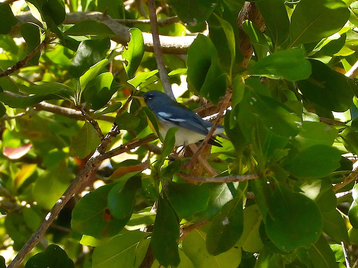 Northern Parula - ML614247208