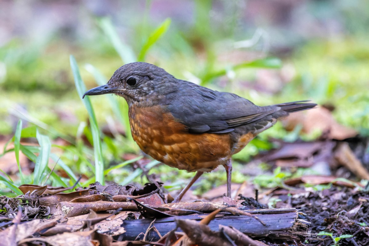 Everett's Thrush - Magnus Persmark