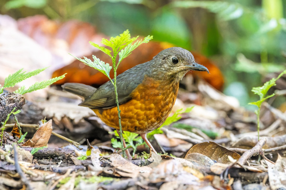 Everett's Thrush - ML614247269