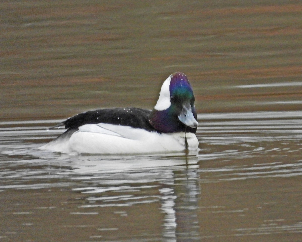 Bufflehead - ML614247291