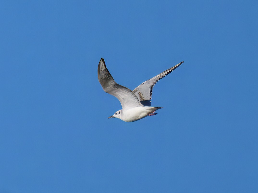 Bonaparte's Gull - ML614247310