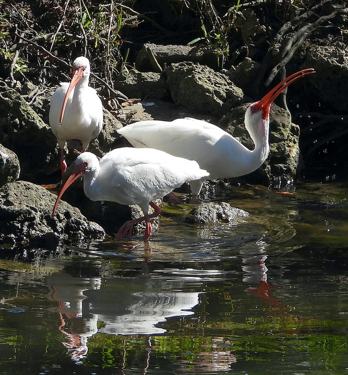 White Ibis - ML614247336