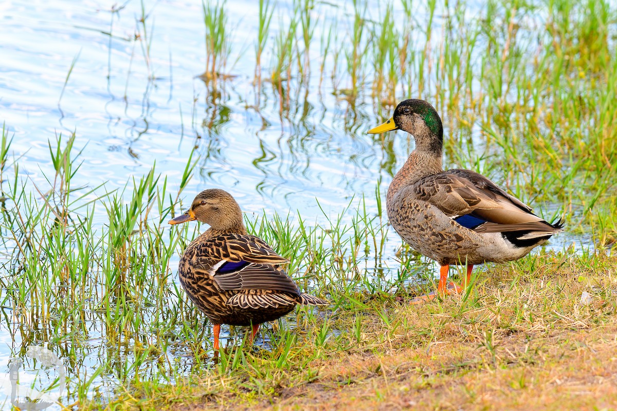 Canard colvert - ML614247383