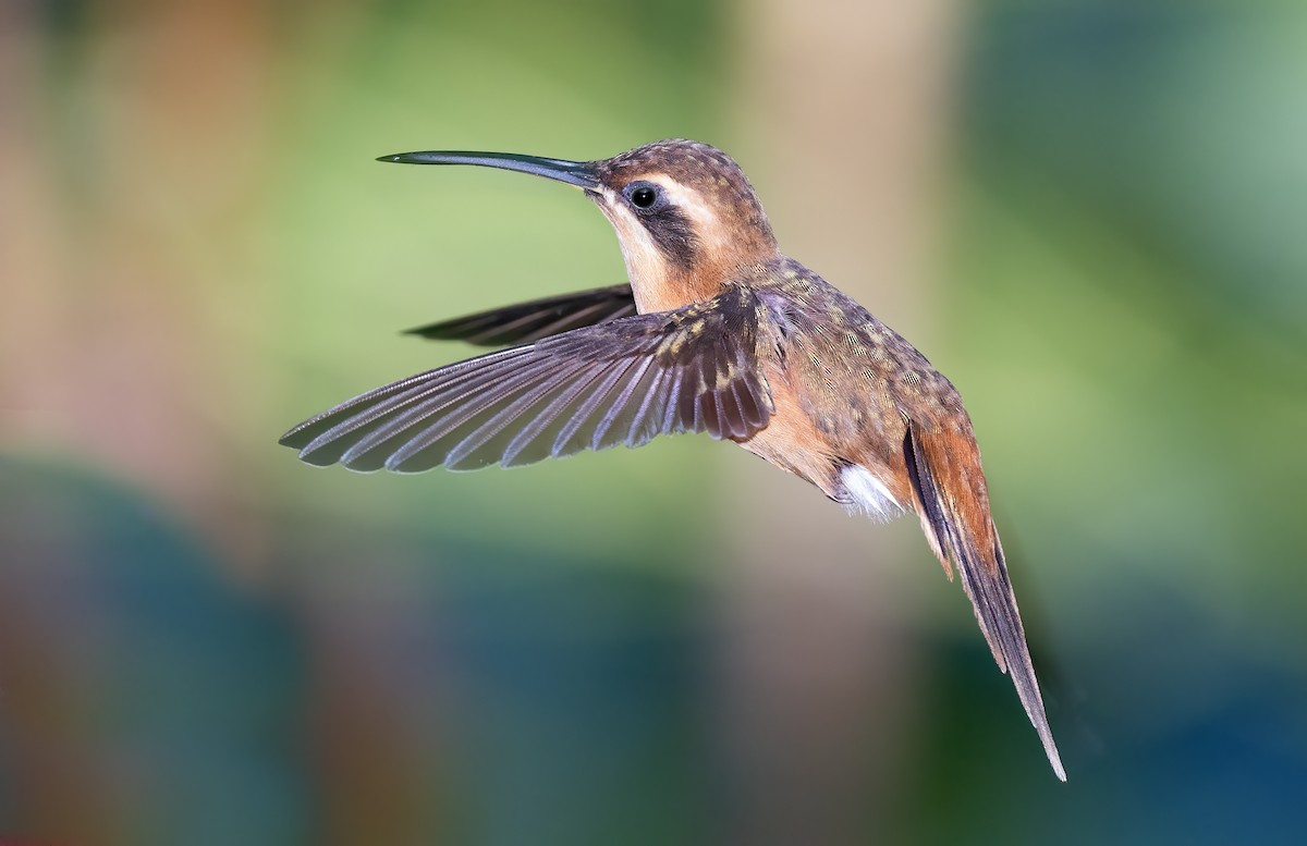kolibřík proužkohrdlý - ML614247396