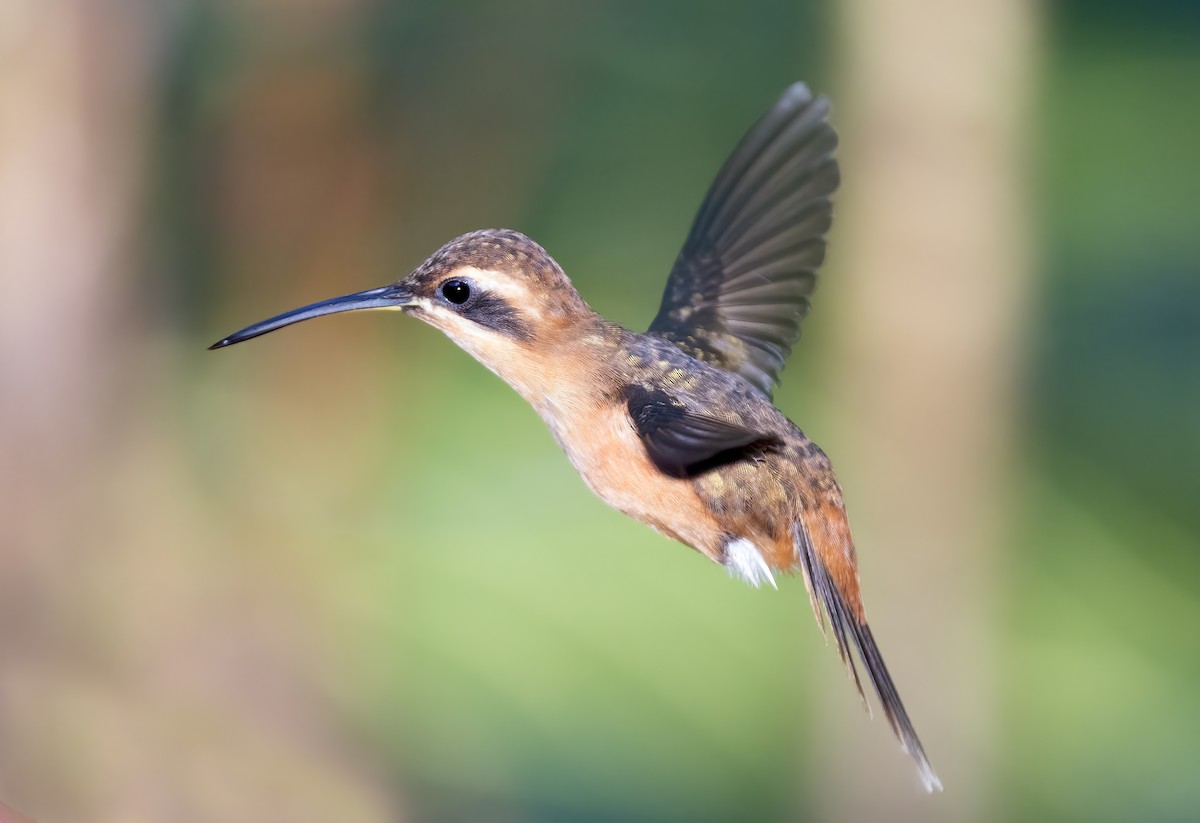 Stripe-throated Hermit - Mark Chappell