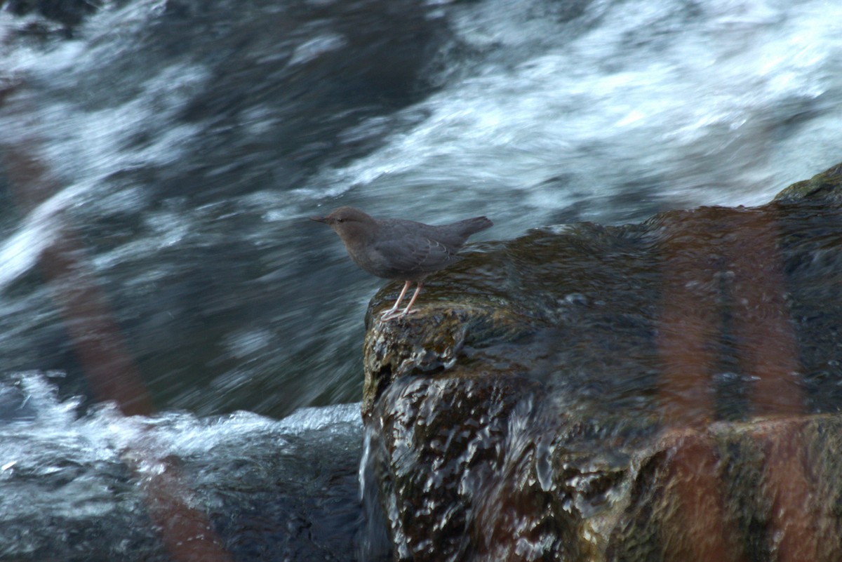 American Dipper - ML614247416