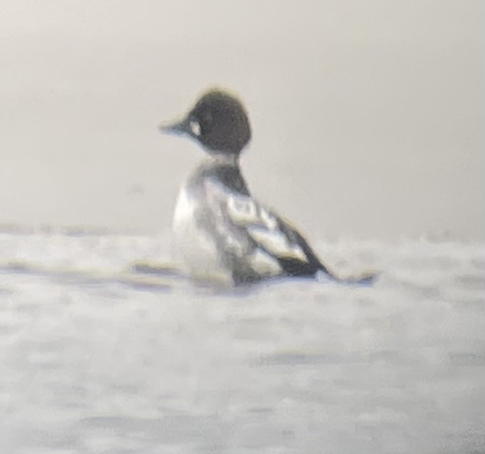 Common Goldeneye - ML614247456