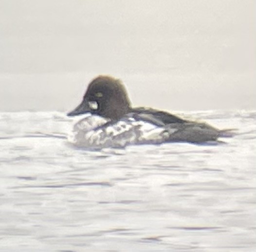 Common Goldeneye - ML614247458