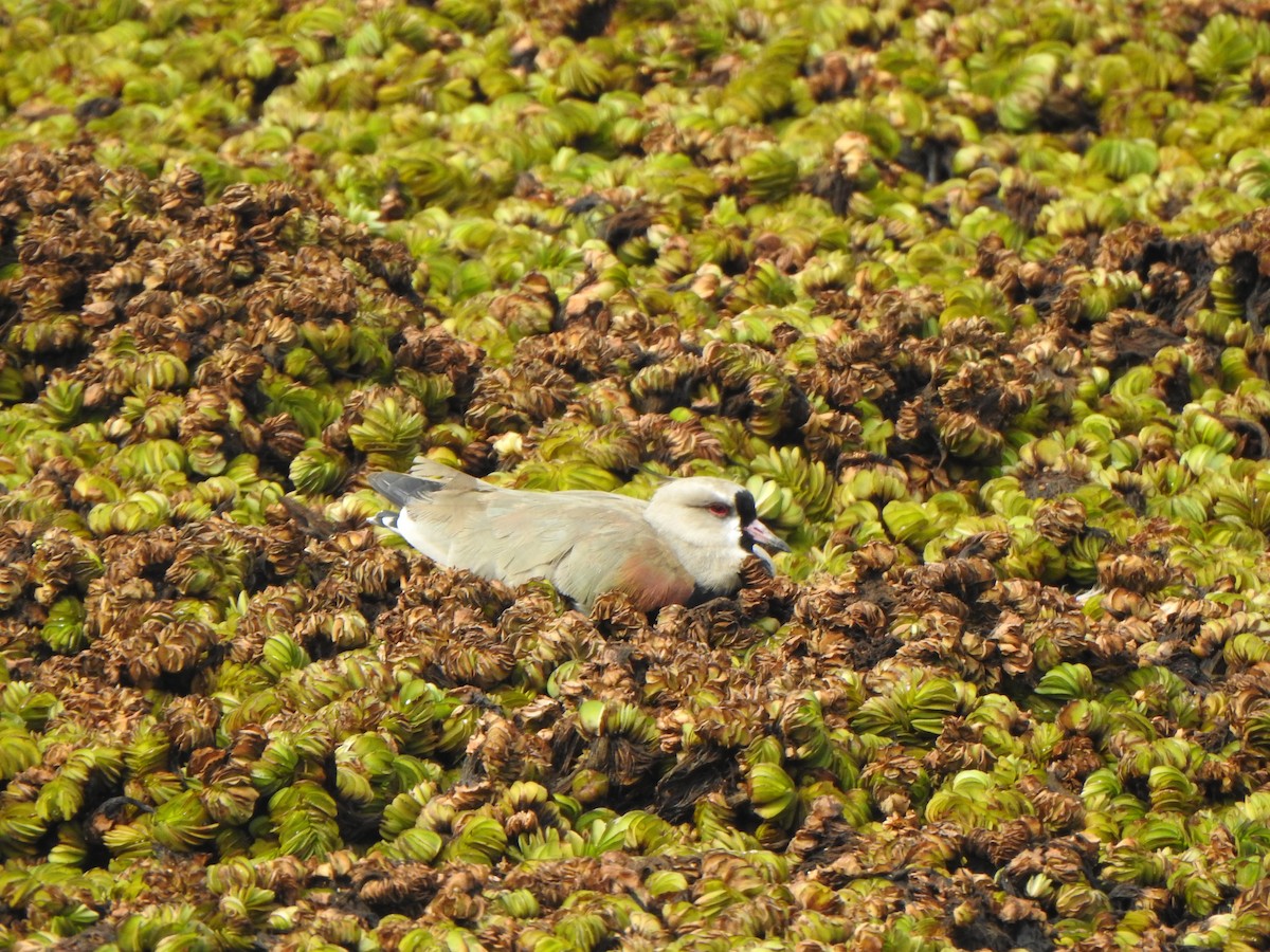 Southern Lapwing - ML614247569