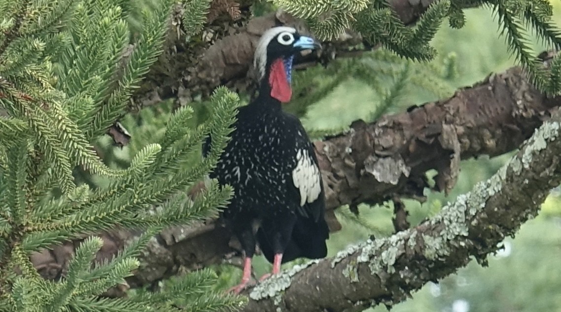 Black-fronted Piping-Guan - ML614247571