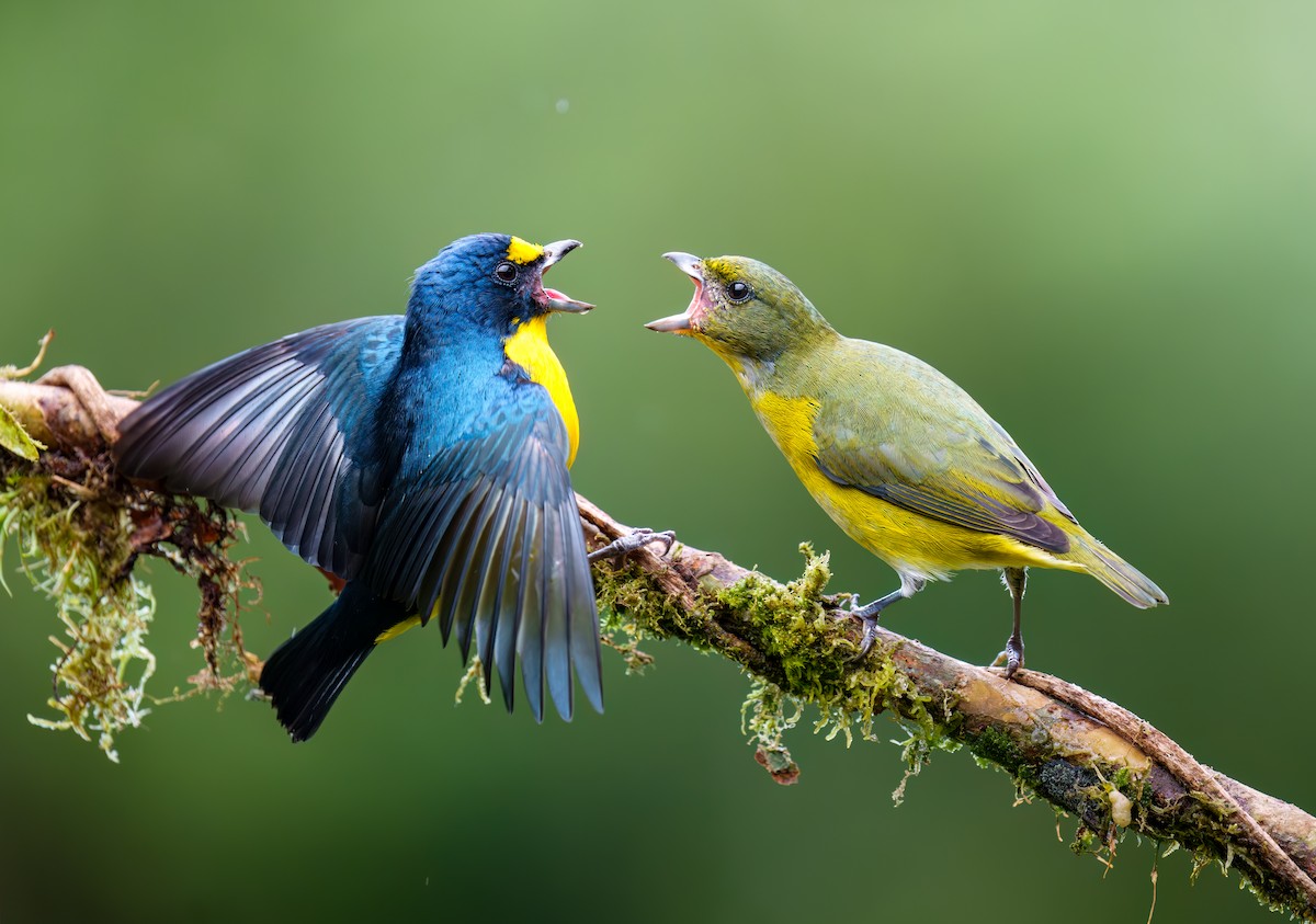 Yellow-throated Euphonia - ML614247611