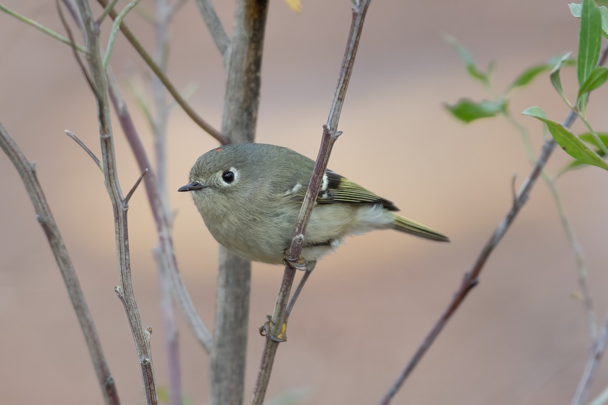 Ruby-crowned Kinglet - ML614247646