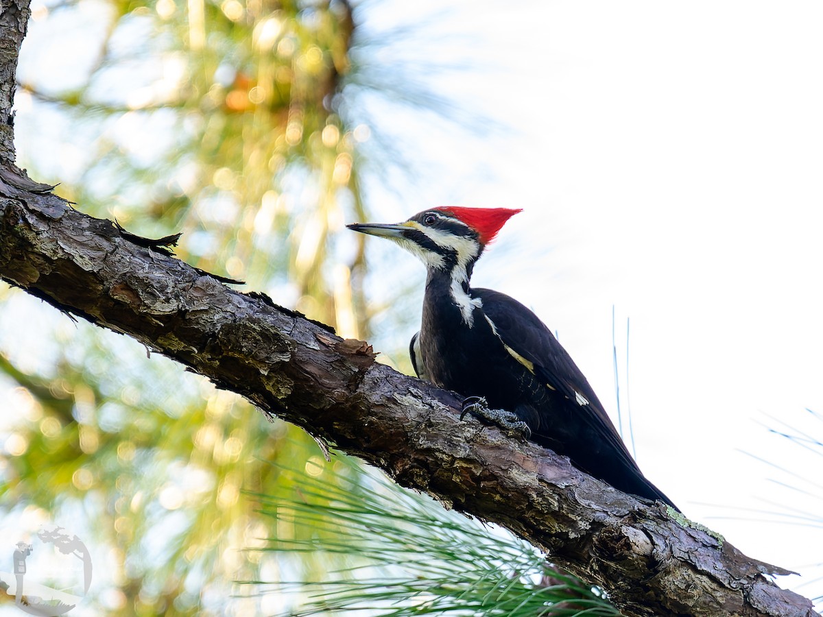 Pileated Woodpecker - ML614247647